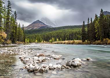 Thick Forest and River