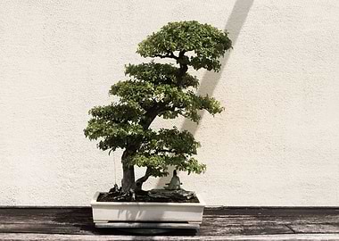 Bonsai on Display