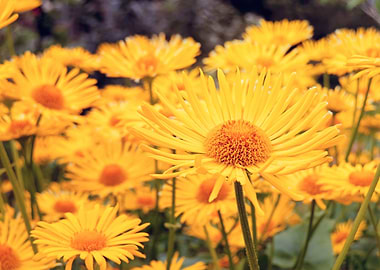 Yellow Daisies