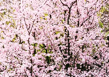 Pink Cherry Blossom