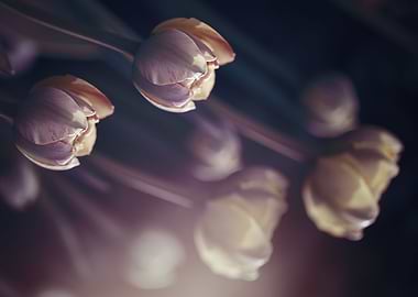 A bouquet of spring tulips