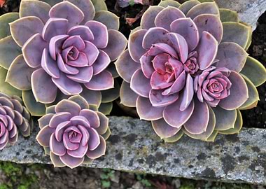 3 succulents