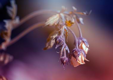 Spring orange flower