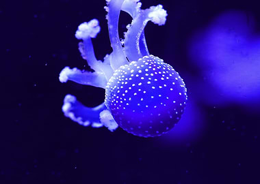 Blue Jellyfish