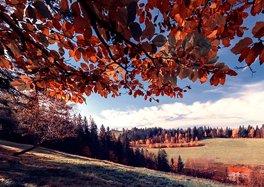 Autumn tree, forest, hill