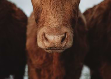 Calfs wet nose detail