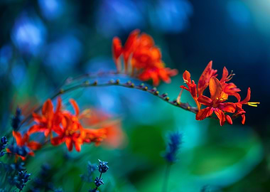 Enchanted garden, flowers