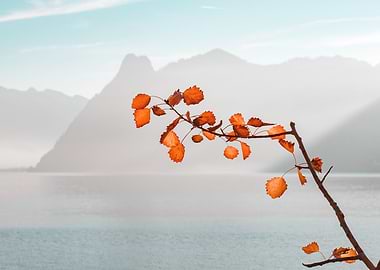 fall lake and leaves