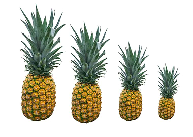 4 pineapple