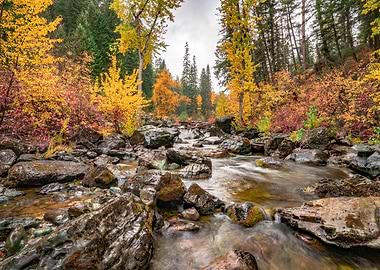 In the Heart of the Forest