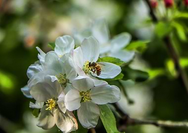 A bee is foraging a flower