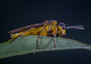 Sawflies