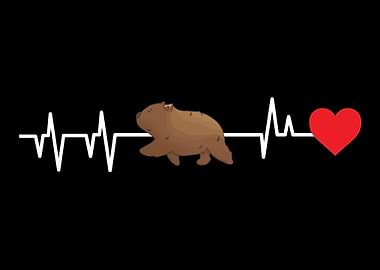Wombats Wombat Australian