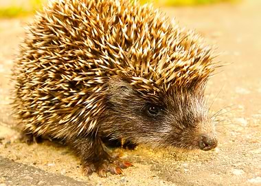 cute Hedgehog