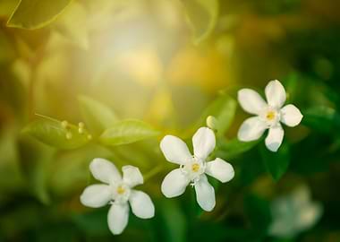 White exotic flowers