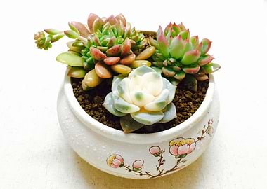 succulent plant