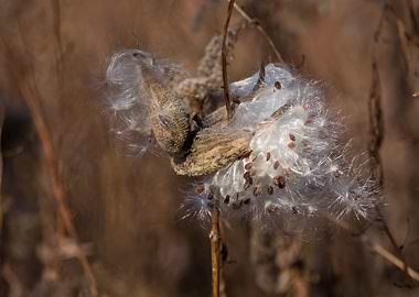 Milkweed plant in fall