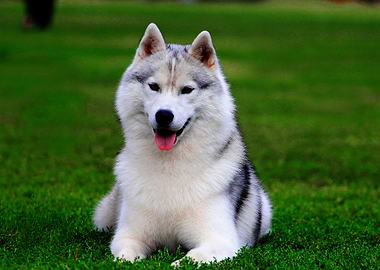 SIBERIAN HUSKY