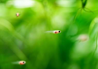 little baby guppy fish