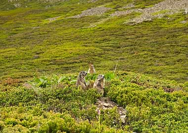 3 Marmots in the Swissalps
