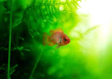 Dario dario aquarium fish