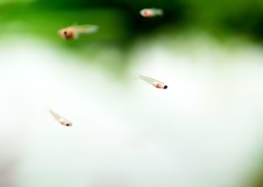 little baby guppy fish