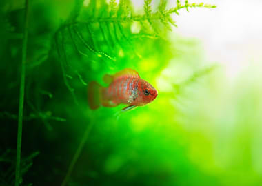 Dario dario aquarium fish