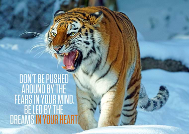 Amur tiger Dont be pushed