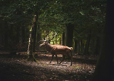 Forest Deer