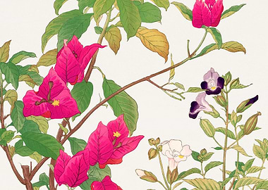 Bougainvillea torenia