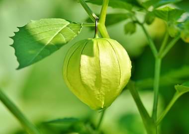 cape gooseberry