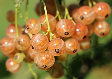 currants