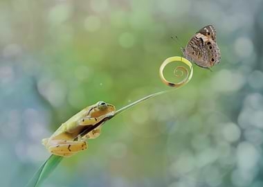 Frog and Butterfly