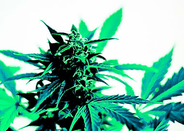 Marijuana Weed Leafs