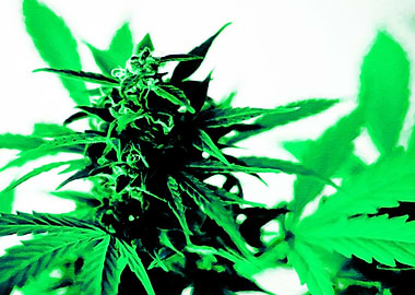 Marijuana Weed Leafs III