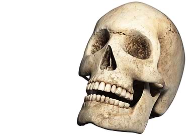 Human Skull
