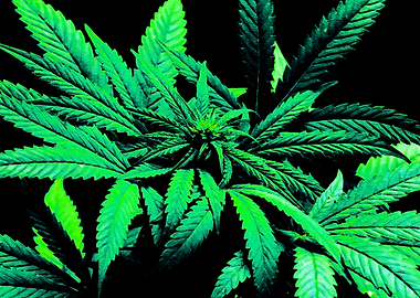 Marijuana Weed Leafs V