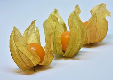 physalis