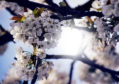 White cherry blossom