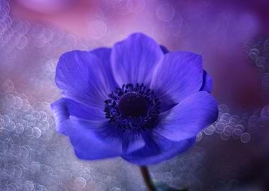 Japanese purple anemone