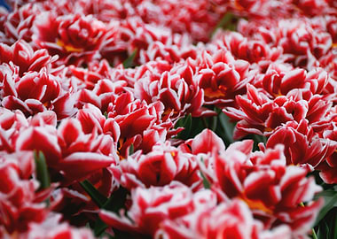 Red Tulips field