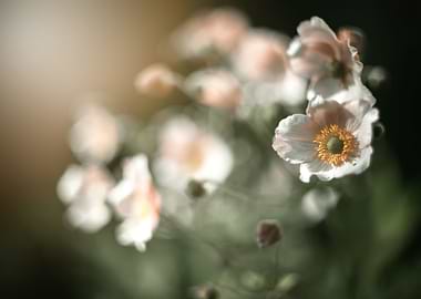 Blooming summer anemones