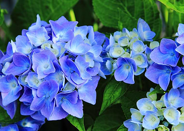 hydrangea