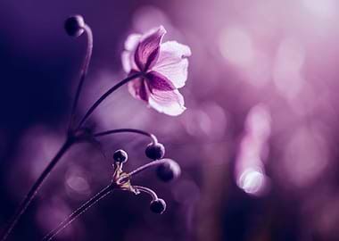 Violet summer anemones
