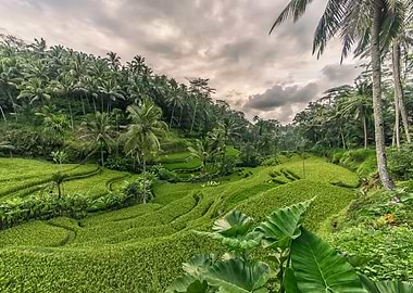 Rice Terraces