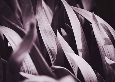 Plant Leaves 5