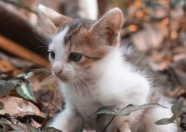 Cute Cat