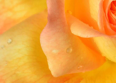 orange Petals