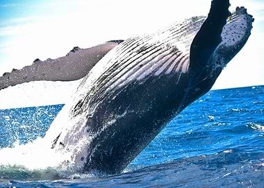 Whale waters
