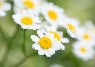 daisies flower